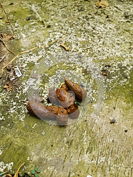 cat litter being infested with green flies