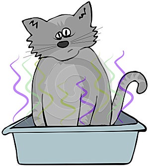 Cat in a litter box