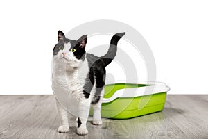 Cat litter box and black and white cat isolated on white background.