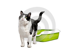 Cat litter box and black and white cat isolated on white background.