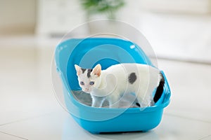 Cat in litter box. Kitten in toilet. Home pet care