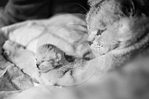 Cat with a little kitty. Beautiful moments of motherhood. British cat with a kitten