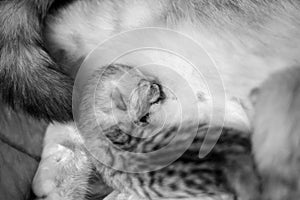 Cat with a little kitty. Beautiful moments of motherhood. British cat with a kitten