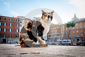 Cat lives near Largo di Torre Argentina, Rome, Italy