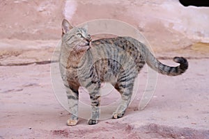 Cat living with the bedouins in the ancient Nabataean city of Petra, Jordan