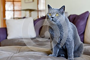 Cat in living room