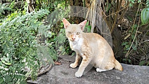 The cat local talking in garden banana photo