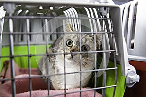 Cat locked cage