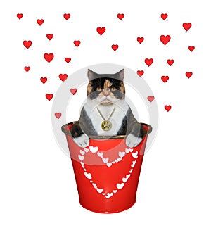 Cat with locket inside red bucket