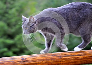 Cat on log rail