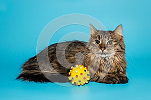 Cat with long golden hair and a ball