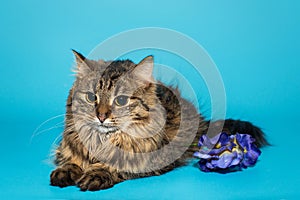 Cat with long golden hair and a flower