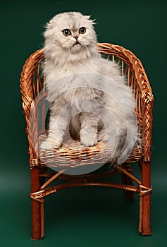 Cat. Long-haired Scottish fold.