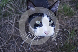 Cat With Long Whiskers photo