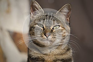Cat photo