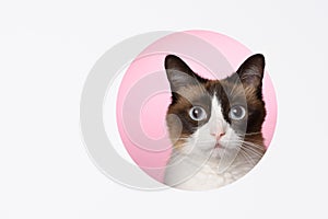 Cat look to camera through a cut hole in paper pink background layered design