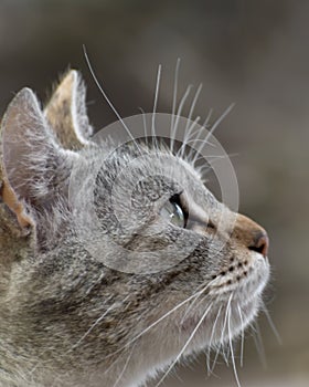 Cat look up predatory at food. Close-up profile portrait of cat outdoor