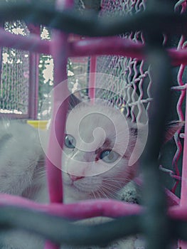 Cat looked in cages