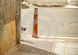 Cat looking around the corner in Canary Island photo