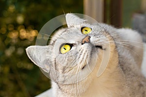 Cat looking away and blurred Christmas decorations on background. Pet Christmas celebration cats concept