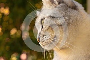Cat looking away and blurred Christmas tree on background. Pet Christmas celebration cats concept. Selective focus