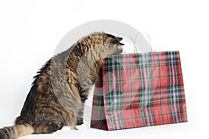 Cat looking into Bag