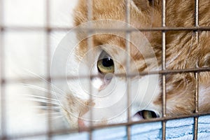 Cat looking through the bars