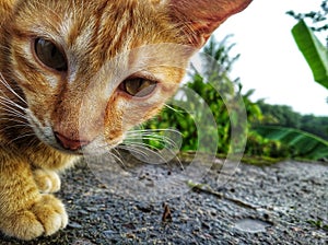 A cat is looking at the beauty of the world