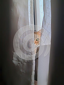 Cat looking behind curtains