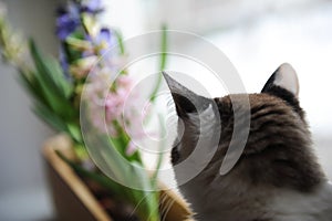 Cat looking at blooming hyacinth flowers on the windowsill. Back view