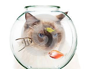 Cat Looking Into Bowl of Pet Fish