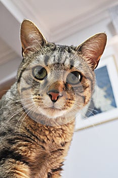 CAT LOOKING AT CAMERA