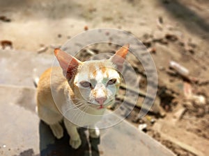 Cat looking at camera