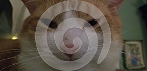 Cat looking in the Camera