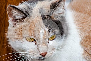 The cat is looking at the camera with colored eyes. Close-up of yellow cat`s eyes