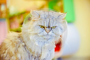 Cat looking camera at house