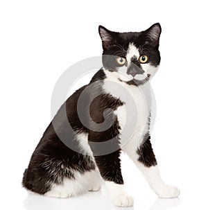 Cat looking at camera. isolated on white background