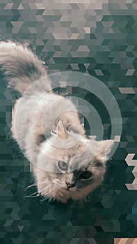 Cat looking at the camera