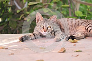 Cat Looking At Camera.The rusty-spotted cat is smallest members of wild cat found only in India and known as hummingbird of the