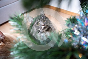 Cat looking at christmas tree mischievous