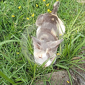 A cat looking comfort sleeping on the grass