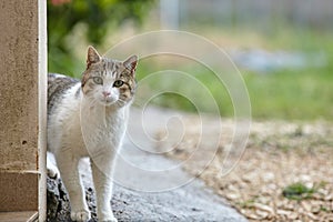 Cat looking with curiosity