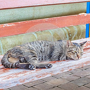 Cat looking and dozy.