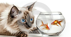 cat looking fish, AI generated