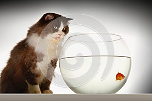 Cat Looking At Goldfish In Fishbowl photo