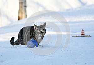 Cat looking for a home in winter\'s coldness