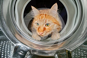 Cat is looking inside a washing machine