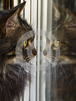 Cat looking at its own reflection in the window.