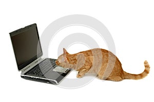 Cat is looking at laptop