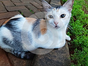 cat is looking at me